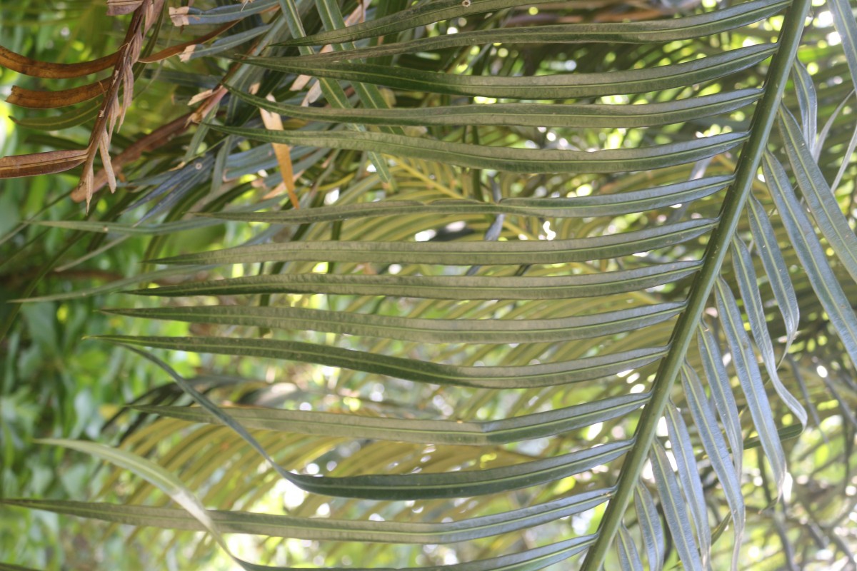 Cycas zeylanica (J.Schust.) A.Lindstr. & K.D.Hill